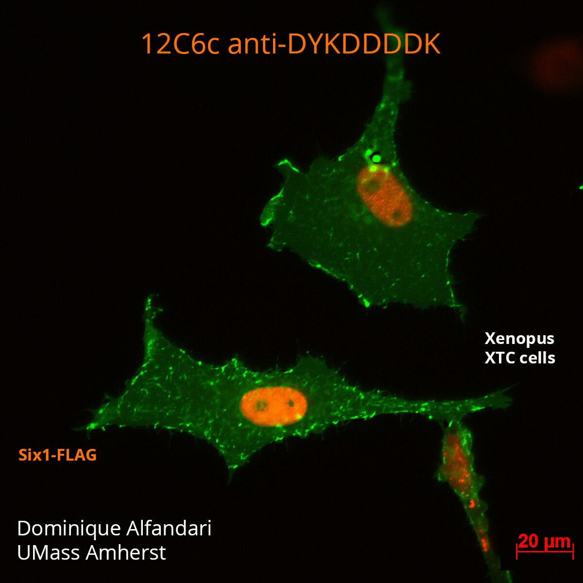 【裁断済】Pocket knowledge for eye disease 2n DYKDDDDK Antibody (12C6c) - DSHB